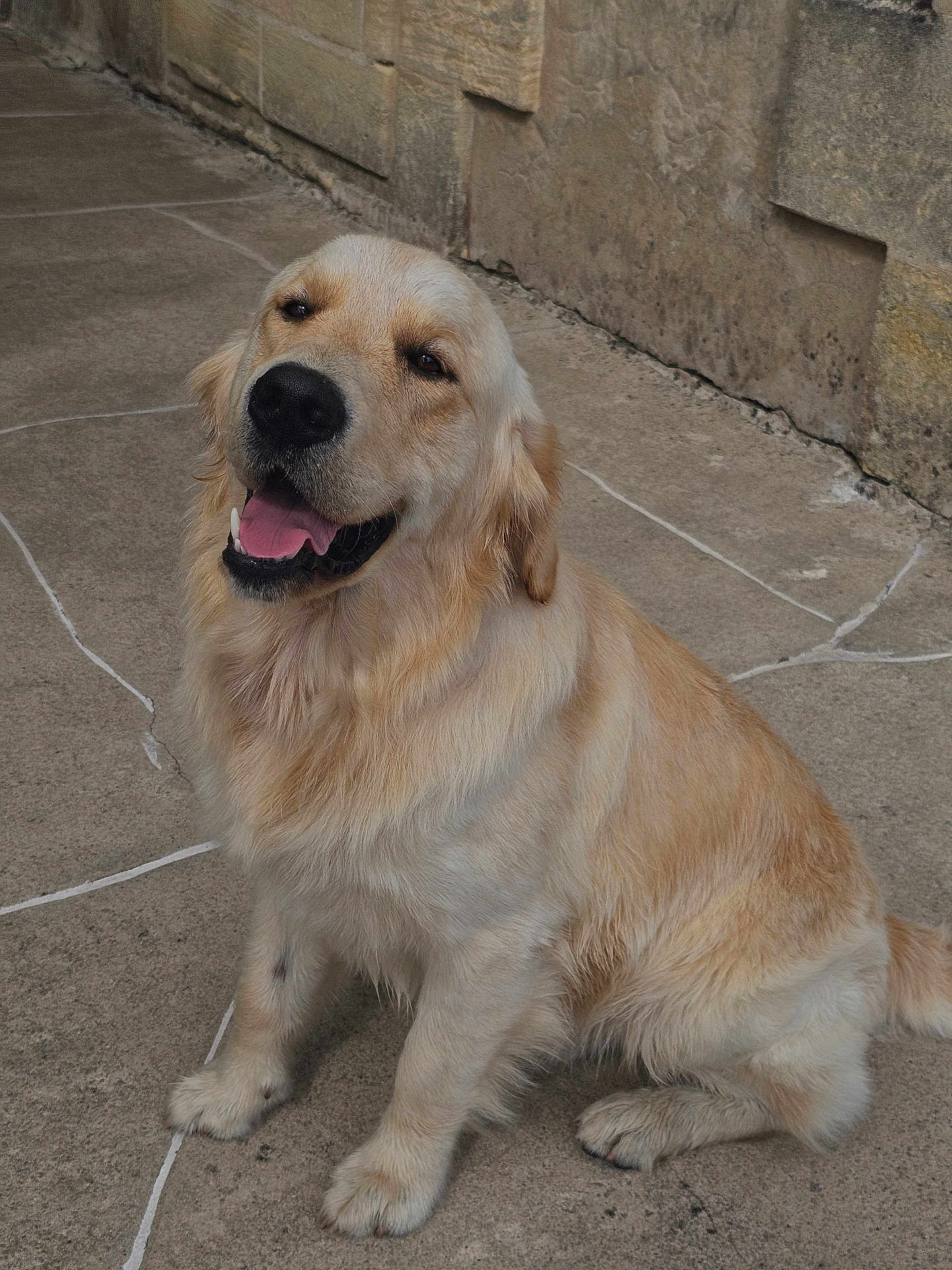 Eugenia Grosu participe au concours pour gagner de l'argent avec cette photo : dog, golden_retriever, sitting, happy, tongue_out, pet, canine, fur, outdoor, stone_floor, paw, tail, animal, mammal, friendly, cute, companion, smiling, domestic, playful