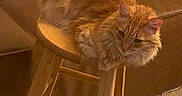 Buzz is registered to the contest to win money with this photo: cat, orange_cat, fluffy, stool, wooden_stool, living_room, couch, cushion, carpet, indoor, pet, feline, relaxed, fur, animal, mammal, comfort, resting, home, cozy