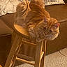 cat, orange_cat, fluffy, stool, wooden_stool, living_room, couch, cushion, carpet, indoor, pet, feline, relaxed, fur, animal, mammal, comfort, resting, home, cozy