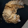 Buzz joined the competition — help win amazing prizes! cat, orange_tabby, fluffy, feline, pet, animal, tail, fur, relaxed, resting, black_surface, carpet, indoors, cozy, cute, whiskers, ears, paw, domestic_cat, sleepy