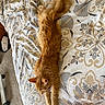 Buzz is registered to the contest to win money with this photo: cat, ginger_cat, bed, bedspread, patterned_bedspread, fur, stretching, tail, indoor, cozy, carpet, slipper, pet, animal, feline, resting, relaxed, domestic, sleeping, soft