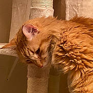 Buzz is registered to the contest to win money with this photo: cat, orange_cat, fluffy, pet, indoor, cat_tree, furniture, relaxed, sleepy, warm_lighting, close_up, fur, animal, cute, portrait, mammal, resting, whiskers, ears, domestic_animal