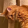 cat, orange_cat, fluffy, pet, indoor, cat_tree, furniture, relaxed, sleepy, warm_lighting, close_up, fur, animal, cute, portrait, mammal, resting, whiskers, ears, domestic_animal