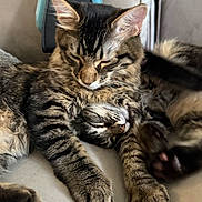 Theo N Frankie joined the competition — help win amazing prizes! animal_face, cat, close_up, companion, couch, cozy, cute, domestic_animal, fur, furry, indoor, paws, pets, relaxing, resting, sleeping, snuggling, tabby_cat, two_animals, whiskers
