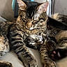 animal_face, cat, close_up, companion, couch, cozy, cute, domestic_animal, fur, furry, indoor, paws, pets, relaxing, resting, sleeping, snuggling, tabby_cat, two_animals, whiskers