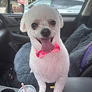 Lolita is registered to the contest to win money with this photo: animal, bowtie, car_interior, car_seat, companion, cup_with_straw, cute, daylight, dog, domestic_animal, fluffy, happy, pet, seat_cover, small_dog, smiling, tongue_out, vehicle, white_dog, window