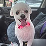 animal, bowtie, car_interior, car_seat, companion, cup_with_straw, cute, daylight, dog, domestic_animal, fluffy, happy, pet, seat_cover, small_dog, smiling, tongue_out, vehicle, white_dog, window