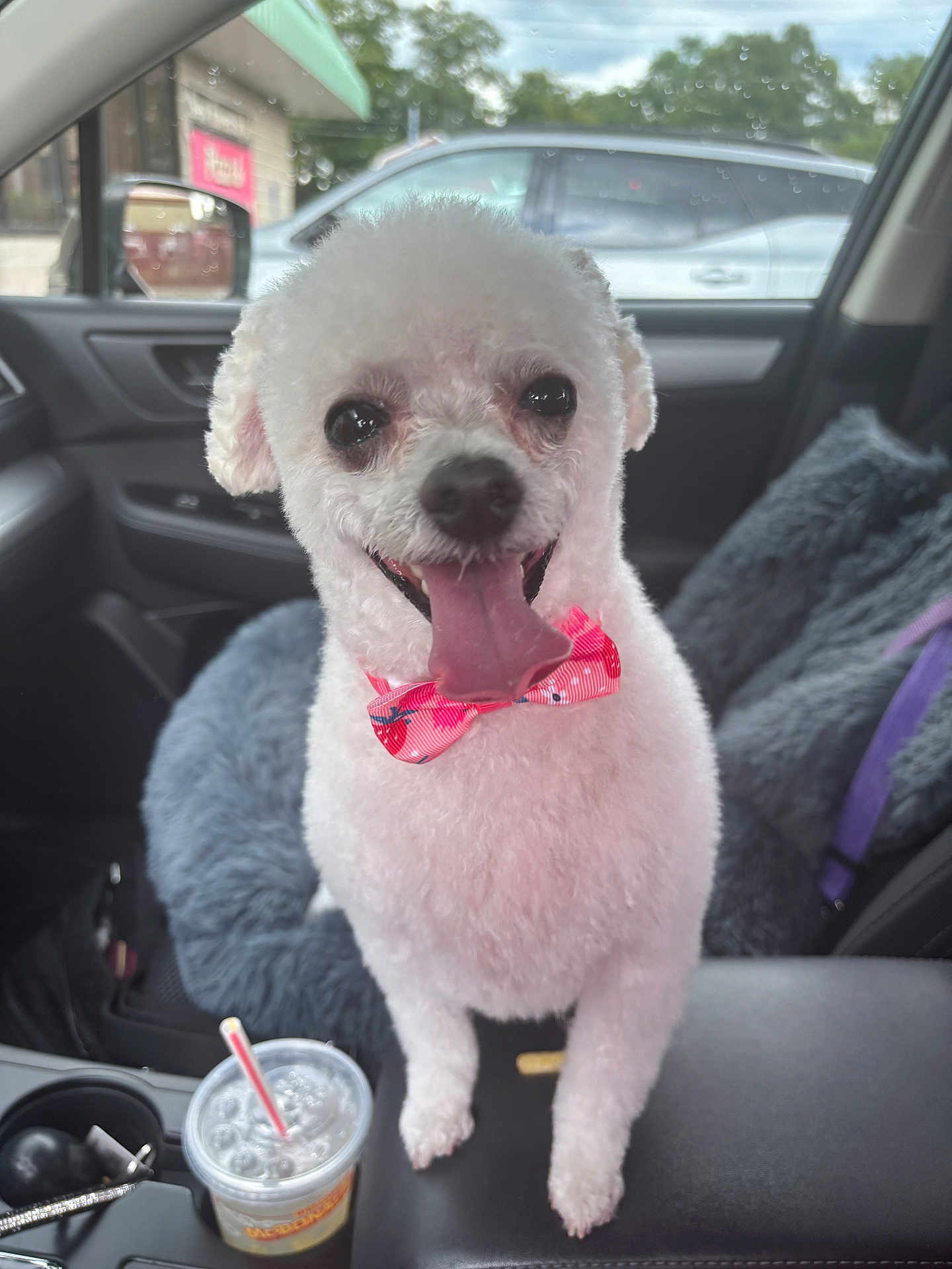 Lolita