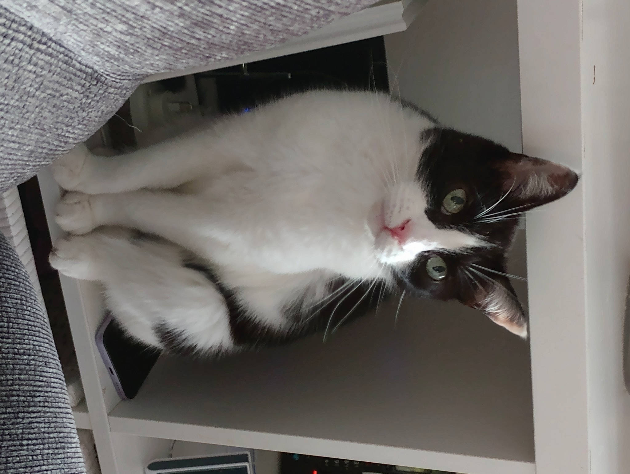 Lily joined the competition — help win amazing prizes! carnivore, cat, comfort, domestic_short_haired_cat, felidae, fur, grey, mammal, paw, room, small_to_medium_sized_cats, snout, tail, whiskers