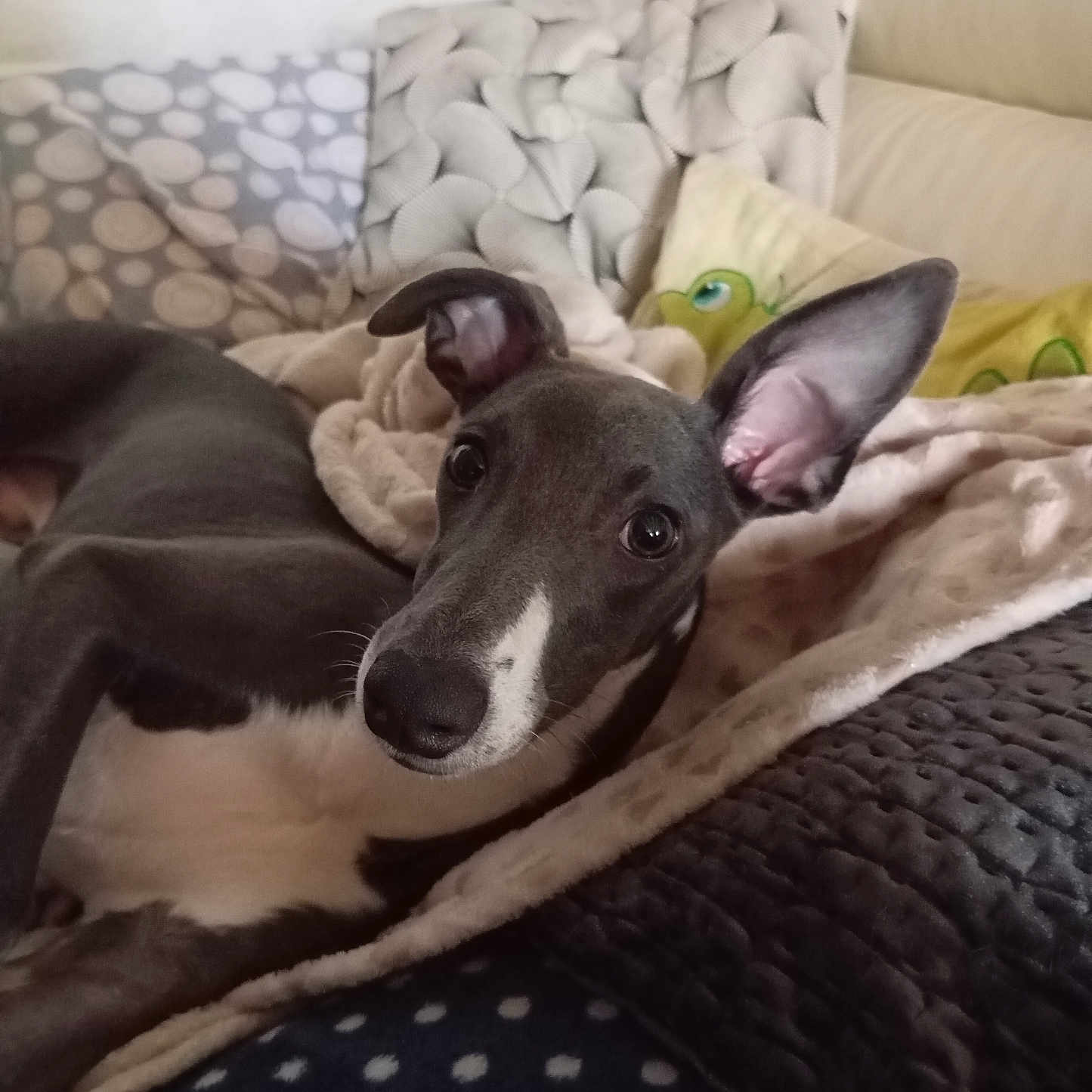 Vokae a rejoint le concours — aidez-le/la à gagner de superbes lots ! animal, blanket, canine, comfort, cozy, cushion, cute, dog, fur, grey_dog, home, indoor, large_ears, looking_at_camera, pet, relaxed, resting, sleepy, soft_texture, white_markings