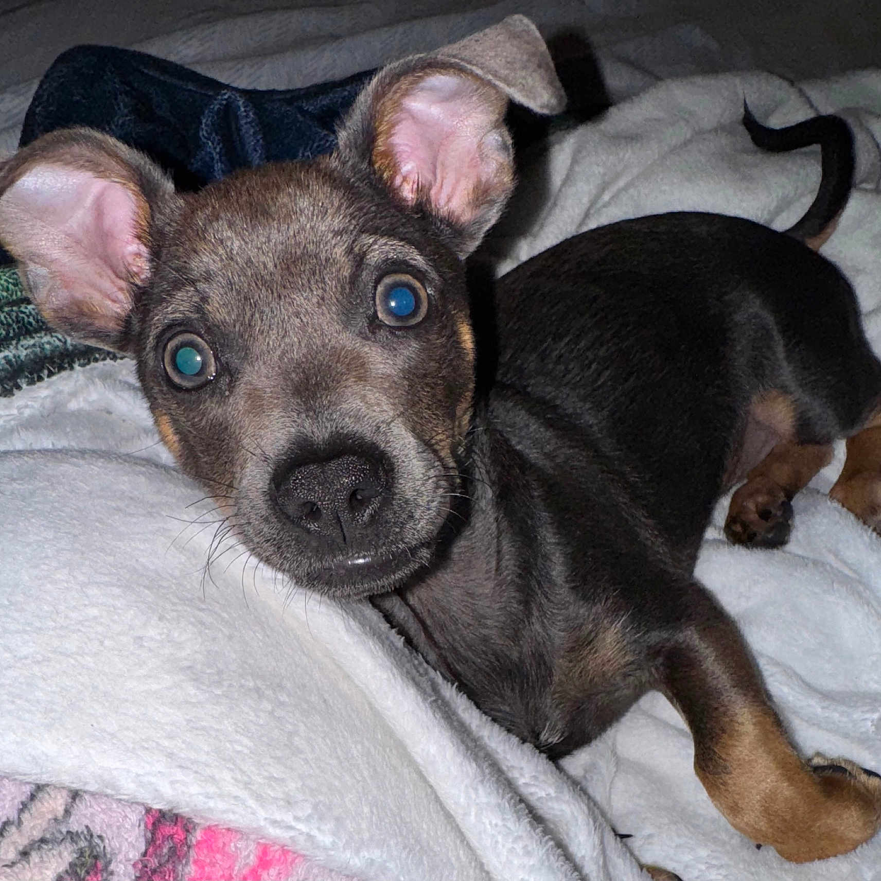 Shadow is registered to the contest to win money with this photo: animal, blanket, closeup, comfort, curious, cute, dog, ears, face, fur, fur_texture, indoors, lying_down, nostrils, paw, pet, puppy, tail, whiskers, young