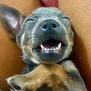 Shadow is registered to the contest to win money with this photo: puppy, dog, close_up, smiling, happy, playful, paw, mouth_open, teeth, cute, sleepy, pet, animal, fur, nose, ears, tiny, young, joy, lying_down