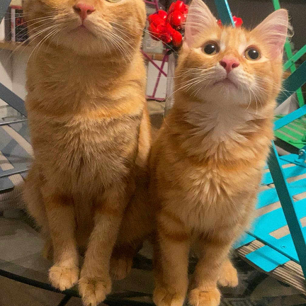 Lilo Stitch participe au concours pour gagner de l'argent avec cette photo : animal, cat, close_up, companions, curious, cute, domestic_cat, ears, eyes, feline, fur, glass_table, household, indoor, orange_tabby, pets, sitting, table, two_cats, whiskers