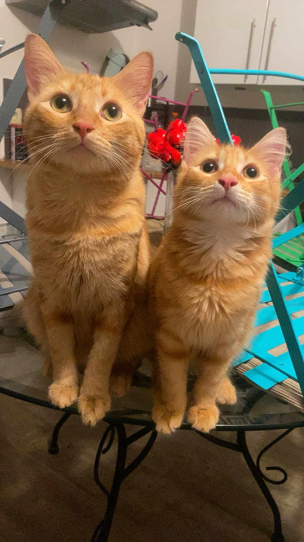 Lilo Stitch participe au concours pour gagner de l'argent avec cette photo : cat, orange_tabby, pets, animal, indoor, table, glass_table, curious, cute, feline, two_cats, ears, whiskers, eyes, fur, companions, sitting, close_up, domestic_cat, household