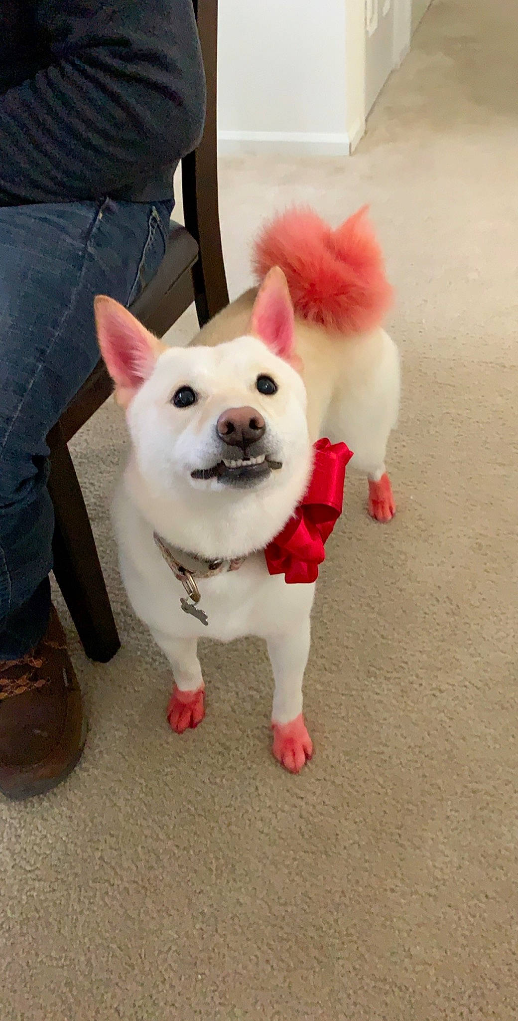 Kora is registered to the contest to win money with this photo: canidae, carnivore, collar, companion_dog, denim, dog, dog_breed, dog_collar, dog_supply, foot, jeans, leash, non_sporting_group, pet_supply, pocket, shoe, snout, sporting_group, toy_dog, working_animal