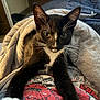 cat, kitten, tuxedo_cat, whiskers, black_fur, white_fur, eyes, ears, paw, blanket, cozy, indoor, bed, lap, portrait, close_up, fabric, clothing, curious, pet