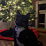 cat, tuxedo_cat, christmas_tree, lights, indoor, hardwood_floor, collar, bell, bokeh, pet, holiday, decoration, tree_skirt, paws, whiskers, cozy, night, furniture, chair, curious