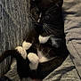cat, kitten, tuxedo_cat, whiskers, white_paws, black_fur, paws, tail, blanket, cushion, fabric, cozy, indoor, closeup, pet, adorable, relaxed, fur, eyes, portrait
