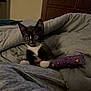 cat, kitten, tuxedo_cat, black_and_white, bed, blanket, comforter, toy, paws, whiskers, ears, indoor, dresser, hat, horseshoe, cozy, pet, portrait, nighttime, furniture