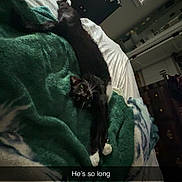 Whiskey Sour is registered to the contest to win money with this photo: animal, bed, black_cat, blanket, cat, cozy, curious, cute, domestic_animal, furniture, home, indoor, long_body, pet, relaxed, resting, sleeping_area, stretched_out, white_paws, window_blinds