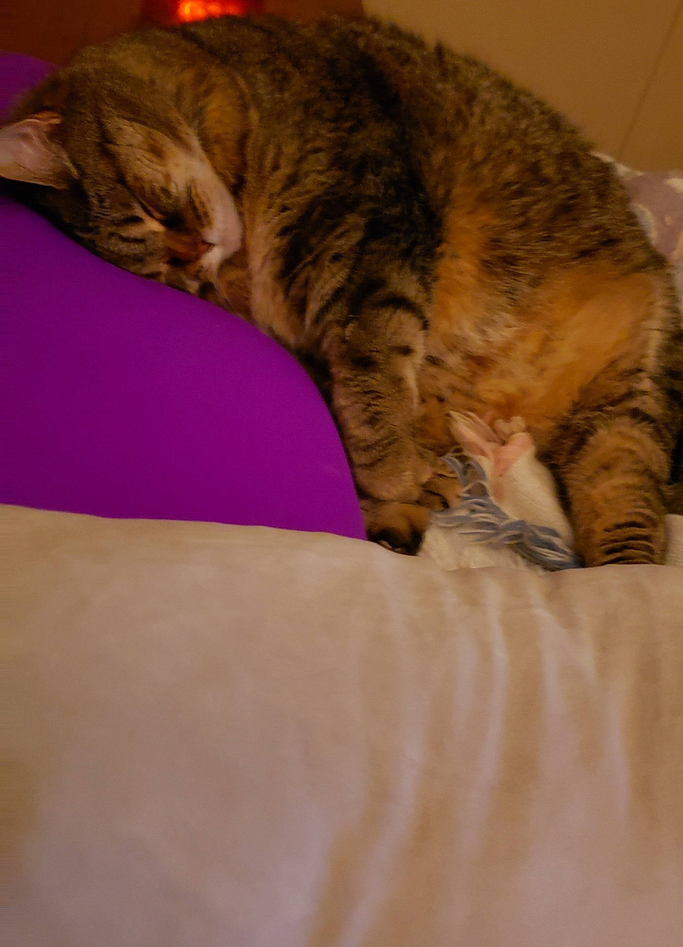 abyssinian, animal, architecture, armchair, bed, blanket, building, cat, chair, couch, cushion, furniture, homedecor, indoors, kitten, livingroom, manx, person, pet, sleeping