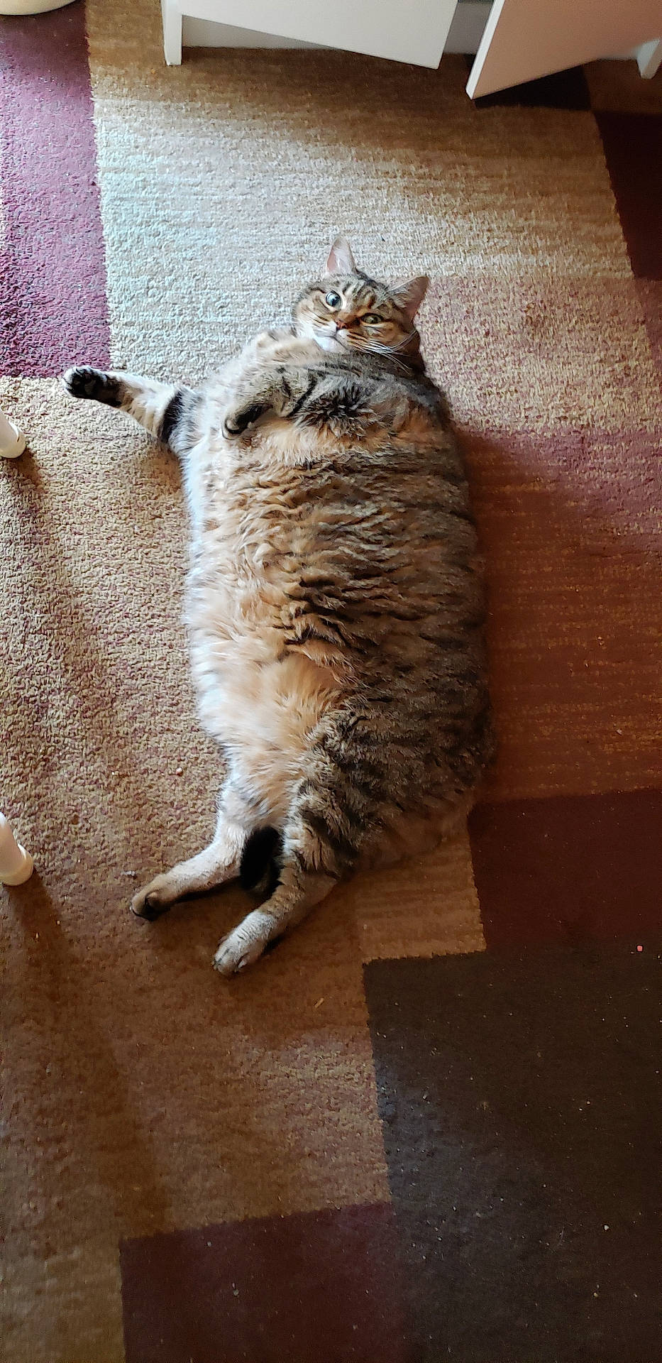 abyssinian, animal, architecture, building, cat, couch, furniture, hardwood, homedecor, indoors, interiordesign, kitten, livingroom, manx, person, pet, plywood, room, sleeping, wood