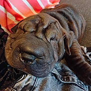 Bear is registered to the contest to win money with this photo: dog, puppy, sleeping, wrinkled_skin, close_up, denim, fabric, blanket, indoor, cute, pet, canine, resting, fur, brown, snout, ears, cozy, relaxed, animal