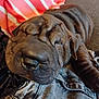 dog, puppy, sleeping, wrinkled_skin, close_up, denim, fabric, blanket, indoor, cute, pet, canine, resting, fur, brown, snout, ears, cozy, relaxed, animal