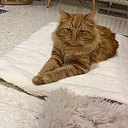 Taya a rejoint le concours — aidez-le/la à gagner de superbes lots ! cat, ginger_cat, fluffy, indoor, floor, mat, chair, wooden_legs, radiator, furniture, fur, pet, relaxed, resting, cozy, domestic, animal, whiskers, paws, carpet