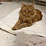 cat, ginger_cat, fluffy, indoor, floor, mat, chair, wooden_legs, radiator, furniture, fur, pet, relaxed, resting, cozy, domestic, animal, whiskers, paws, carpet