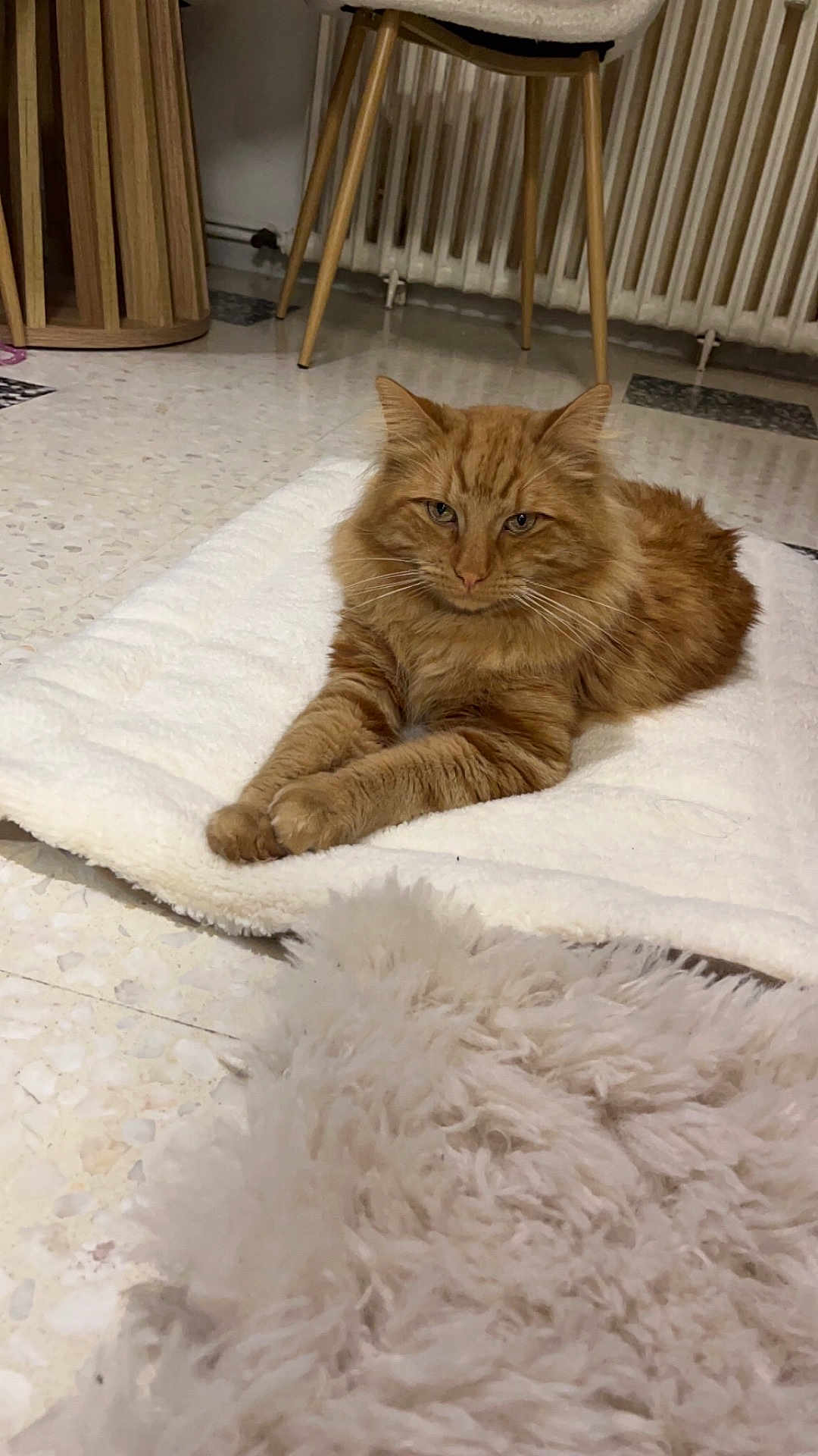 Taya a rejoint le concours — aidez-le/la à gagner de superbes lots ! cat, ginger_cat, fluffy, indoor, floor, mat, chair, wooden_legs, radiator, furniture, fur, pet, relaxed, resting, cozy, domestic, animal, whiskers, paws, carpet