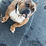 dog, bulldog, pet, animal, sitting, outdoor, pavement, collar, brown, white, cute, curious, companion, mammal, friendly, canine, portrait, waiting, loyal, domestic