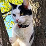 Maggie is registered to the contest to win money with this photo: cat, black_and_white, animal, tree, nature, outdoor, pet, fur, whiskers, eyes, collar, branches, sunlight, green_leaves, blue_sky, close_up, curious, climbing, mammal, adorable