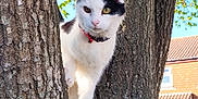 Maggie joined the competition — help win amazing prizes! cat, tree, animal, outdoor, nature, fur, pet, branch, leaf, daylight, sky, house, brick, curious, heterochromia, whiskers, collar, climbing, mammal, closeup