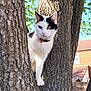 cat, tree, animal, outdoor, nature, fur, pet, branch, leaf, daylight, sky, house, brick, curious, heterochromia, whiskers, collar, climbing, mammal, closeup