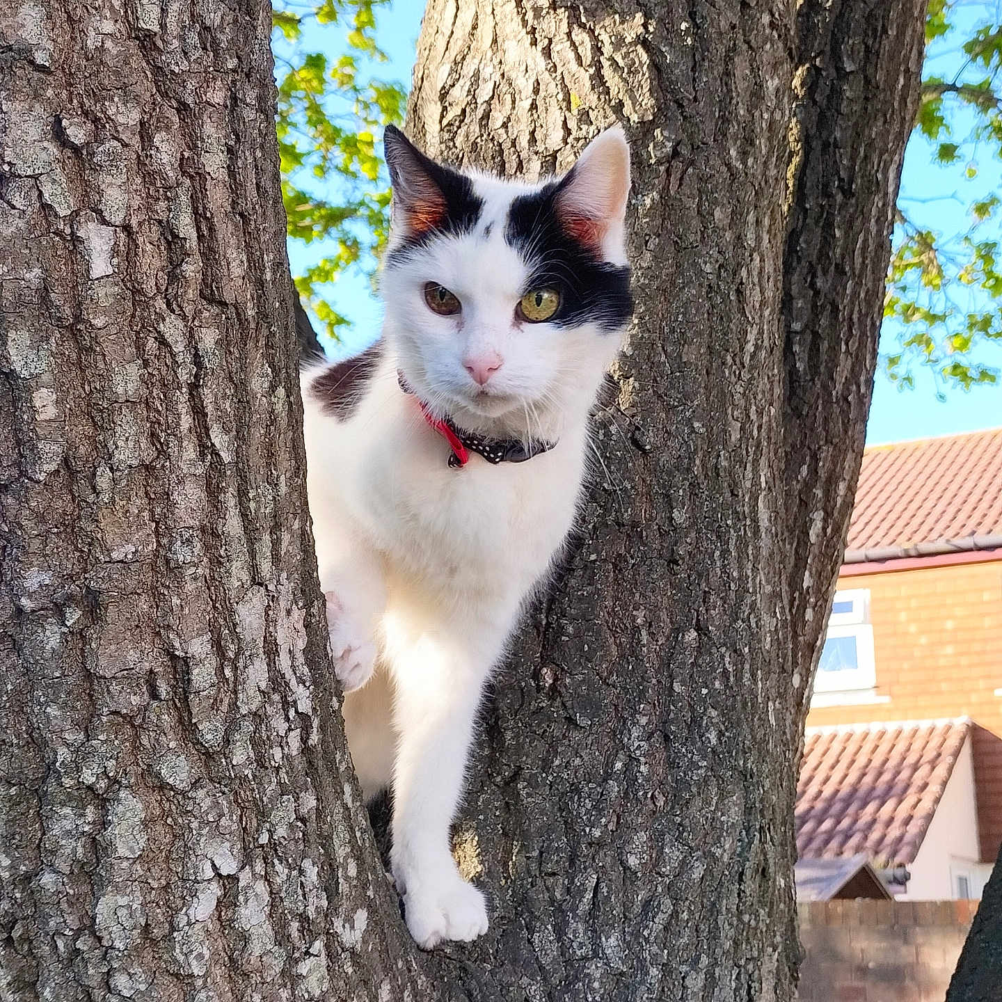 Maggie joined the competition — help win amazing prizes! animal, branch, brick, cat, climbing, closeup, collar, curious, daylight, fur, heterochromia, house, leaf, mammal, nature, outdoor, pet, sky, tree, whiskers