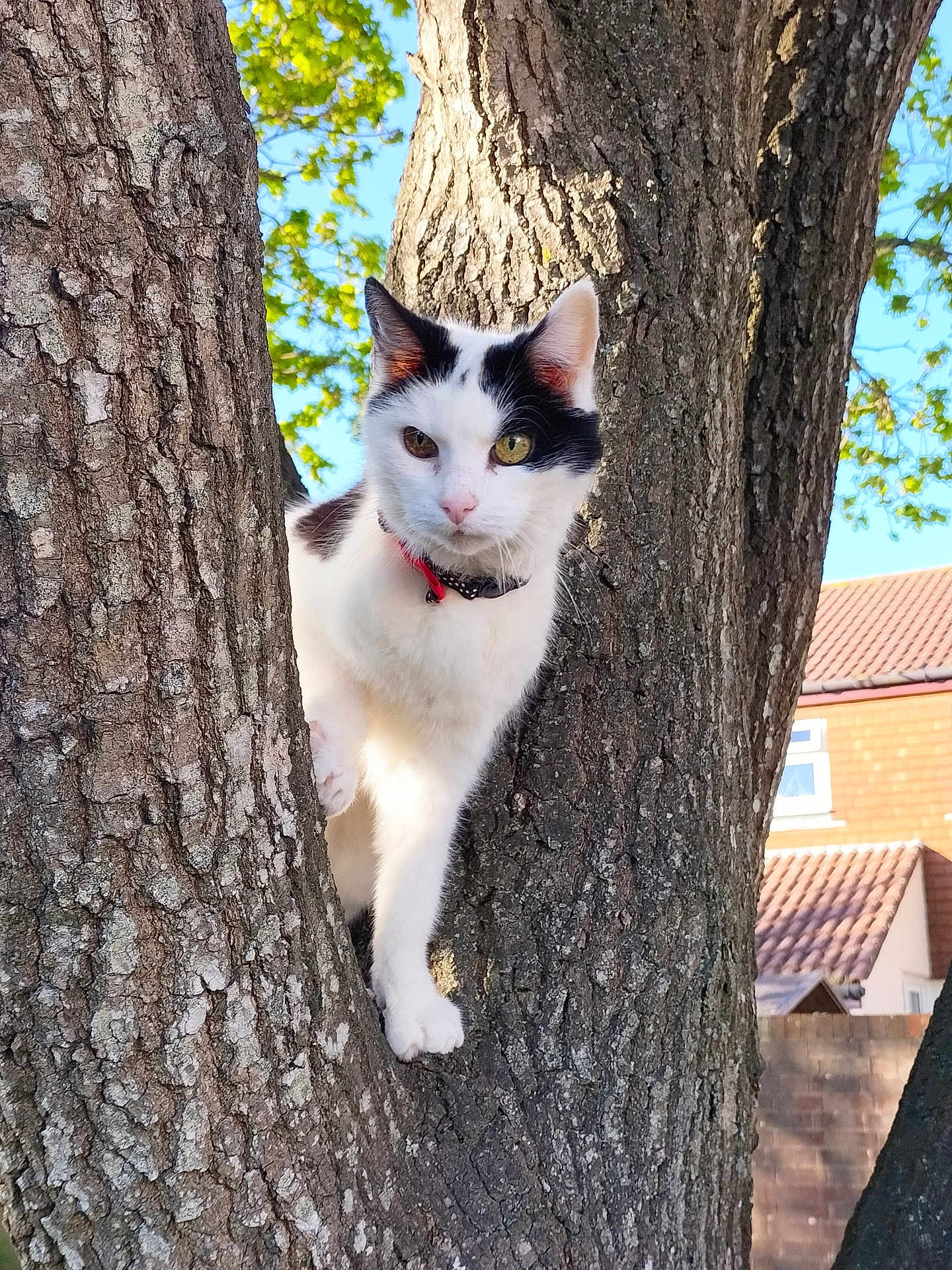 Maggie joined the competition — help win amazing prizes! cat, tree, animal, outdoor, nature, fur, pet, branch, leaf, daylight, sky, house, brick, curious, heterochromia, whiskers, collar, climbing, mammal, closeup