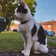 Maggie is registered to the contest to win money with this photo: cat, black_and_white, sitting, brick_wall, outdoor, daytime, collar, pet, animal, fur, side_view, greenery, suburban, sky, tree, house, grass, calm, domestic_cat, nature