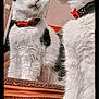 Maggie joined the competition — help win amazing prizes! cat, black_and_white, bow_tie, collar, reflection, mirror, wooden_frame, feline, pet, indoor, curious, closeup, whiskers, fur, portrait, animal, looking, decor, domestic, cute