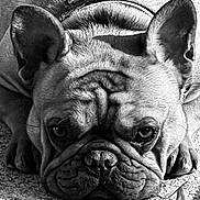 Bentley joined the competition — help win amazing prizes! animal, black_and_white, canine, close_up, concrete, dog, ears, expression, face, french_bulldog, leaf, lying_down, nose, outdoor, pet, portrait, resting, shadow, texture, wrinkles