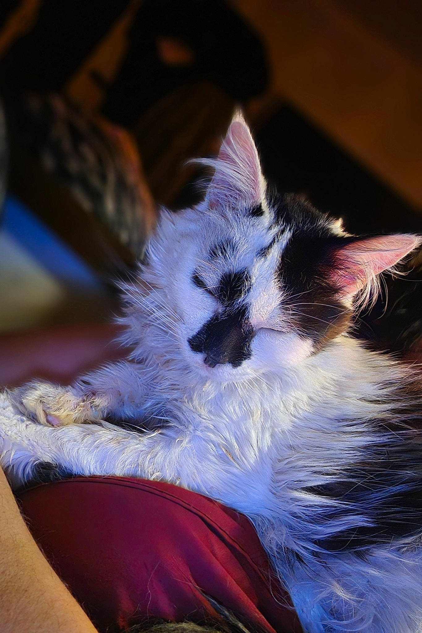 Soha a rejoint le concours — aidez-le/la à gagner de superbes lots ! art, carmine, carnivore, cat, claw, comfort, companion_dog, darkness, electric_blue, felidae, foot, fur, human_leg, paw, small_to_medium_sized_cats, snout, tail, whiskers