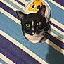 Signorino joined the competition — help win amazing prizes! cat, black_and_white, yellow_eyes, shirt, smiley_face, striped_mat, blue, white, purple, wooden_floor, pet, animal, domestic, whiskers, tail, looking_up, curious, indoor, cute, feline