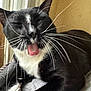 Signorino is registered to the contest to win money with this photo: cat, black_and_white, yawning, whiskers, tongue, pet, indoor, cozy, feline, sleepy, close_up, paw, fur, resting, window_light, animal, cute, domestic_cat, relaxed, face