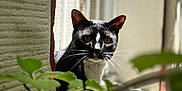 Signorino is registered to the contest to win money with this photo: cat, black_and_white, animal, pet, curious, greenery, plants, sunlight, shadow, wall, outdoor, nature, portrait, whiskers, ears, face, window, fence, daylight, closeup