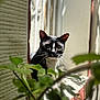 cat, black_and_white, animal, pet, curious, greenery, plants, sunlight, shadow, wall, outdoor, nature, portrait, whiskers, ears, face, window, fence, daylight, closeup