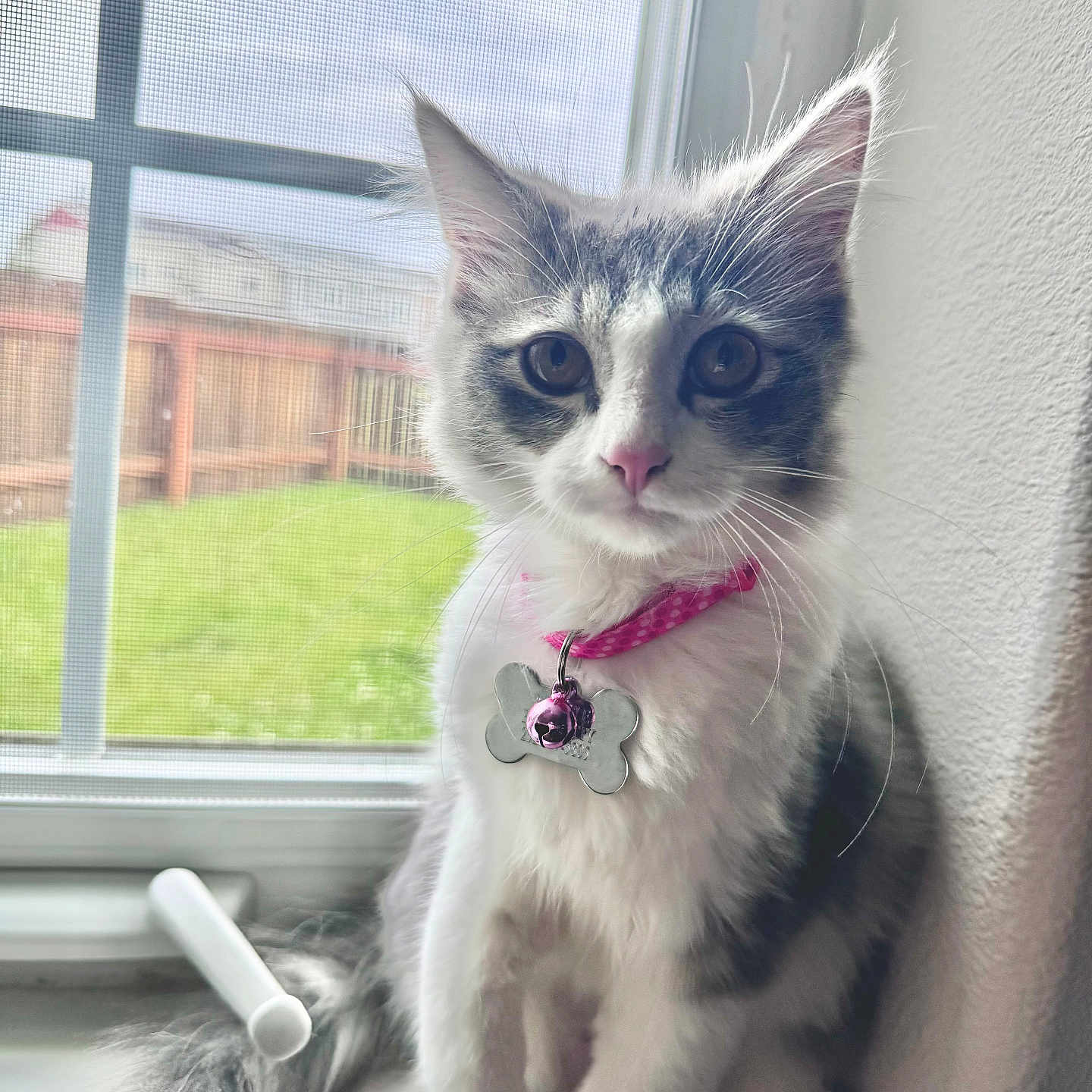 Popsicle is registered to the contest to win money with this photo: abyssinian, accessories, angora, animal, cat, collar, indoors, jewelry, kitten, leash, manx, necklace, pet, siamese, strap, window, windowsill