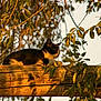animal, beam, black_and_white, branch, calm, cat, chain, feline, golden_hour, kitten, leaves, nature, outdoor, peaceful, pet, resting, sunlight, sunset, tree, wood
