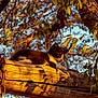 Mittens is registered to the contest to win money with this photo: animal, beam, branch, cat, chains, curious, daylight, feline, golden_hour, kitten, leaves, nature, outdoor, pet, resting, rustic, sunlight, tree, wood, young_cat
