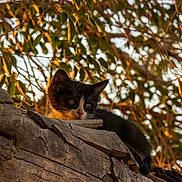 Mittens is registered to the contest to win money with this photo: animal, black_and_white, cat, closeup, curious, daylight, feline, fur, kitten, leaves, nature, outdoor, pet, resting, sunlight, tree, whiskers, wood, wood_texture, young_animal