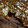 animal, black_and_white, cat, closeup, curious, daylight, feline, fur, kitten, leaves, nature, outdoor, pet, resting, sunlight, tree, whiskers, wood, wood_texture, young_animal